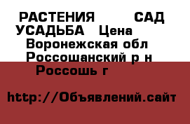 РАСТЕНИЯ        САД УСАДЬБА › Цена ­ 50 - Воронежская обл., Россошанский р-н, Россошь г.  »    